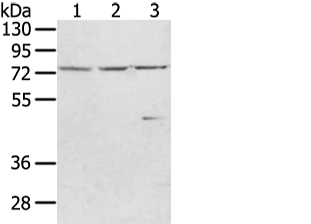 Anti-WRAP53 Rabbit Polyclonal Antibody