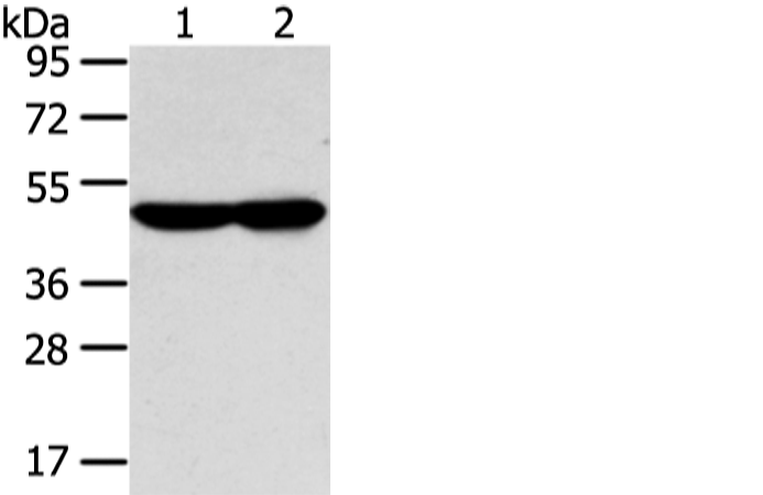 Anti-WSB1 Rabbit Polyclonal Antibody