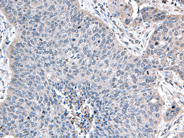 Anti-ZFAND5 Rabbit Polyclonal Antibody