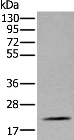 Anti-ZFAND5 Rabbit Polyclonal Antibody