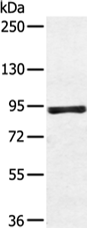 Anti-ZFP28 Rabbit Polyclonal Antibody