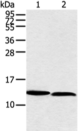 Anti-NDUFB3 Rabbit Polyclonal Antibody