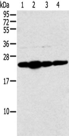 Anti-NDUFB9 Rabbit Polyclonal Antibody