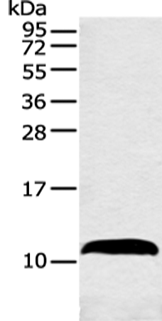 Anti-HMGN3 Rabbit Polyclonal Antibody
