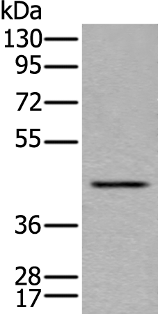 Anti-LMNTD1 Rabbit Polyclonal Antibody