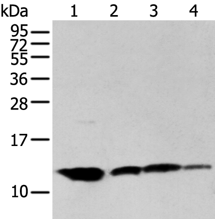 Anti-MPC1 Rabbit Polyclonal Antibody