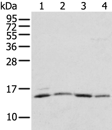 Anti-RPL35A Rabbit Polyclonal Antibody