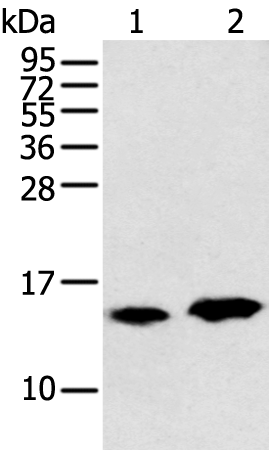 Anti-CART Rabbit Polyclonal Antibody
