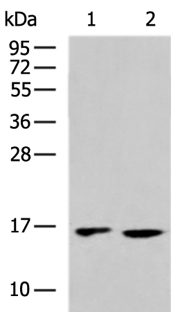 Anti-RPS15A Rabbit Polyclonal Antibody