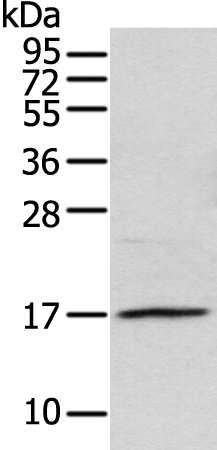 Anti-NDP Rabbit Polyclonal Antibody