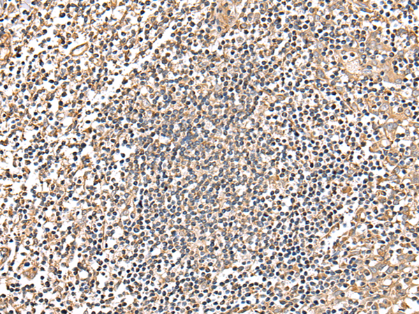 Anti-MRPS18C Rabbit Polyclonal Antibody