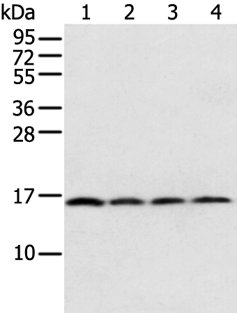 Anti-MRPS18C Rabbit Polyclonal Antibody