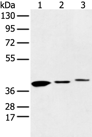 Anti-MAT2B Rabbit Polyclonal Antibody