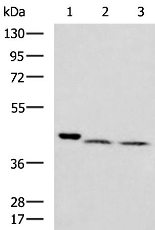 Anti-ATP1B4 Rabbit Polyclonal Antibody