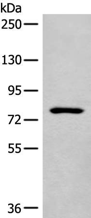 Anti-CDHR4 Rabbit Polyclonal Antibody