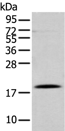 Anti-DAND5 Rabbit Polyclonal Antibody