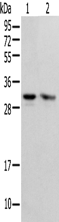 Anti-PSMF1 Rabbit Polyclonal Antibody