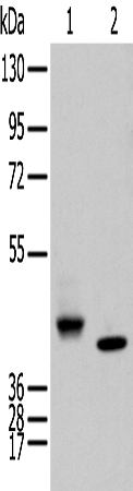 Anti-IDO 2 Rabbit Polyclonal Antibody