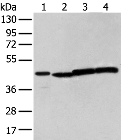 Anti-NUDT12 Rabbit Polyclonal Antibody