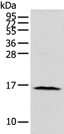 Anti-NUDT10 Rabbit Polyclonal Antibody