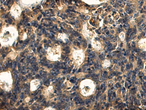Anti-BTNL2 Rabbit Polyclonal Antibody
