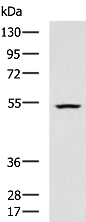 Anti-BTNL2 Rabbit Polyclonal Antibody
