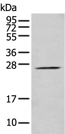 Anti-PRRG3 Rabbit Polyclonal Antibody