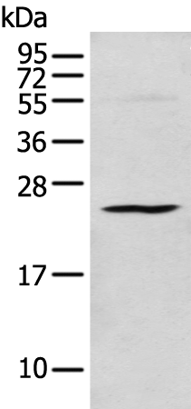 Anti-C1QTNF3 Rabbit Polyclonal Antibody