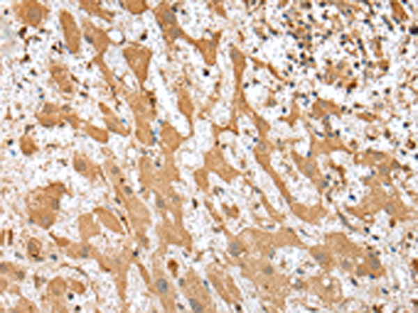 Anti-CNPY2 Rabbit Polyclonal Antibody