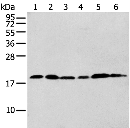 Anti-CNPY2 Rabbit Polyclonal Antibody