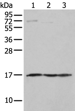 Anti-NDUFA12 Rabbit Polyclonal Antibody
