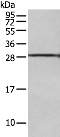Anti-USE1 Rabbit Polyclonal Antibody