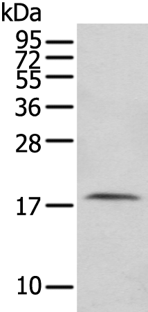 Anti-FAM96A Rabbit Polyclonal Antibody