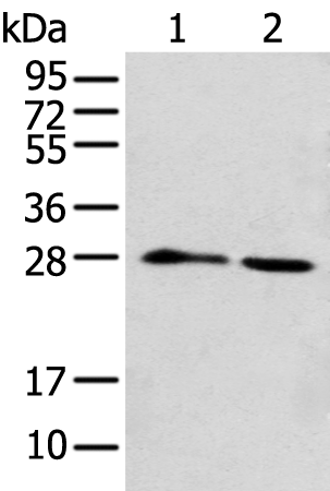 Anti-DENR Rabbit Polyclonal Antibody