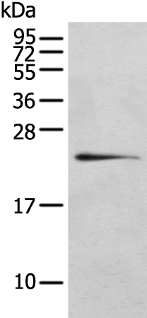 Anti-RILPL2 Rabbit Polyclonal Antibody