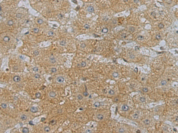 Anti-SETD3 Rabbit Polyclonal Antibody