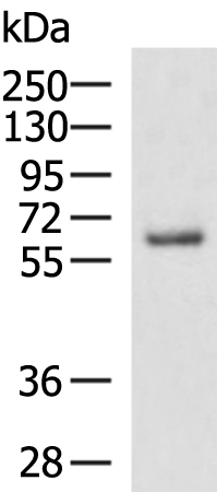 Anti-SETD3 Rabbit Polyclonal Antibody