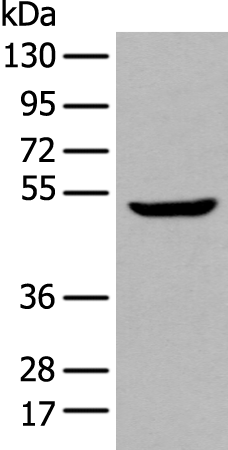 Anti-TINAGL1 Rabbit Polyclonal Antibody