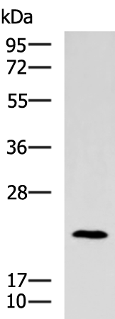 Anti-TRAPPC4 Rabbit Polyclonal Antibody