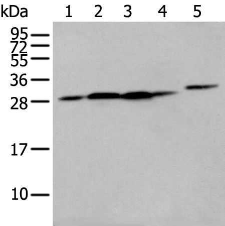 Anti-FKBP7 Rabbit Polyclonal Antibody