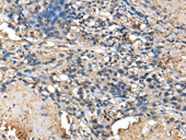 Anti-PRTFDC1 Rabbit Polyclonal Antibody