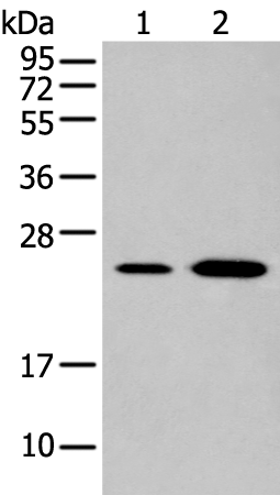 Anti-EBI3 Rabbit Polyclonal Antibody
