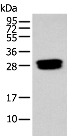 Anti-GLIPR1L1 Rabbit Polyclonal Antibody