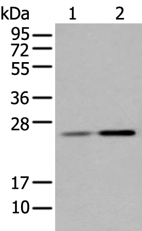 Anti-CBR4 Rabbit Polyclonal Antibody