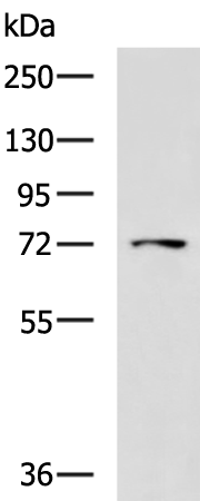 Anti-LRRC45 Rabbit Polyclonal Antibody