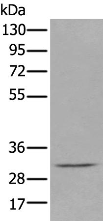 Anti-DECR2 Rabbit Polyclonal Antibody