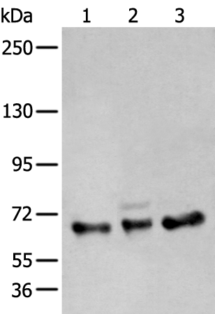 Anti-ZBTB5 Rabbit Polyclonal Antibody