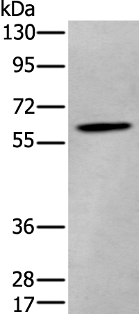 Anti-ZKSCAN1 Rabbit Polyclonal Antibody
