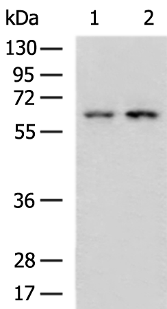 Anti-ZKSCAN3 Rabbit Polyclonal Antibody