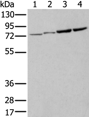 Anti-ZNF131 Rabbit Polyclonal Antibody